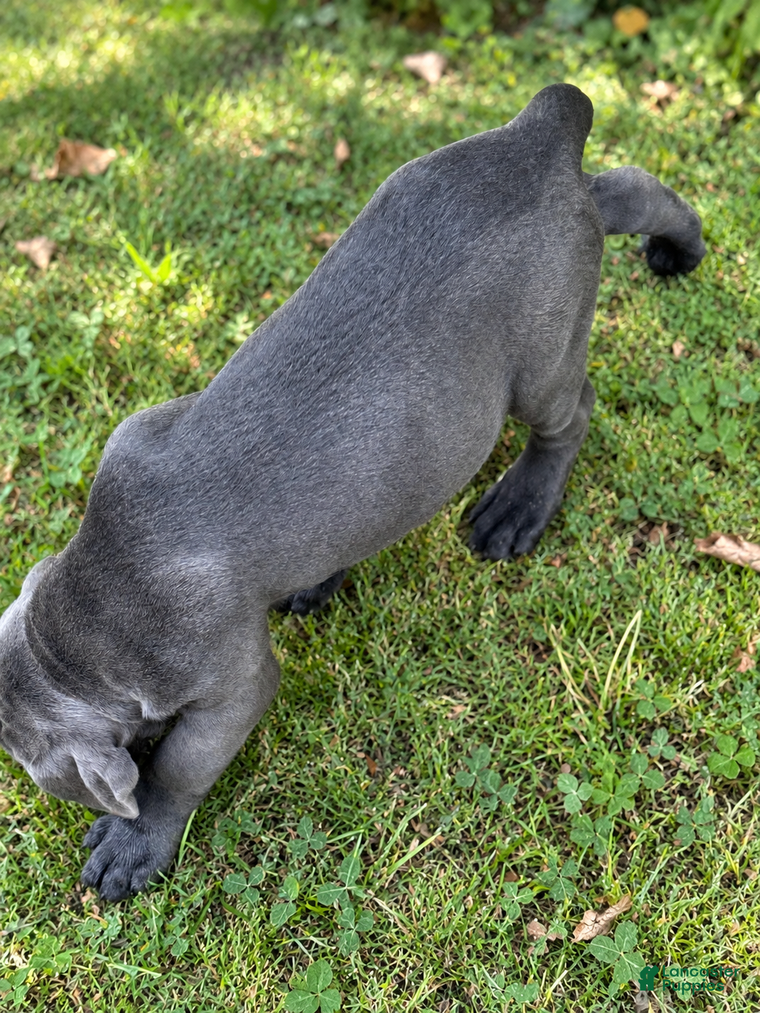 Cane Corso dogs Cane Corso 5 - Ad 2