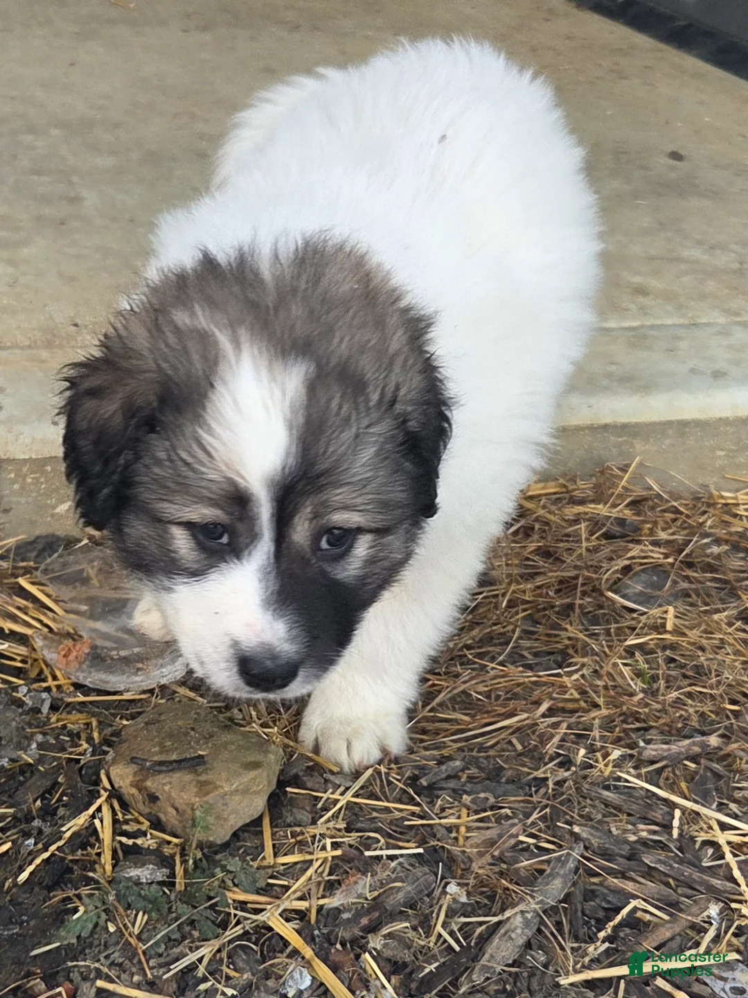 Great Pyrenees dogs for sale: Holly - Ad 13