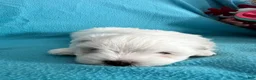 Maltese dogs for sale: Rocky - Ad 4