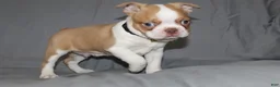 Boston Terrier dogs for sale: Dusty - Ad 5