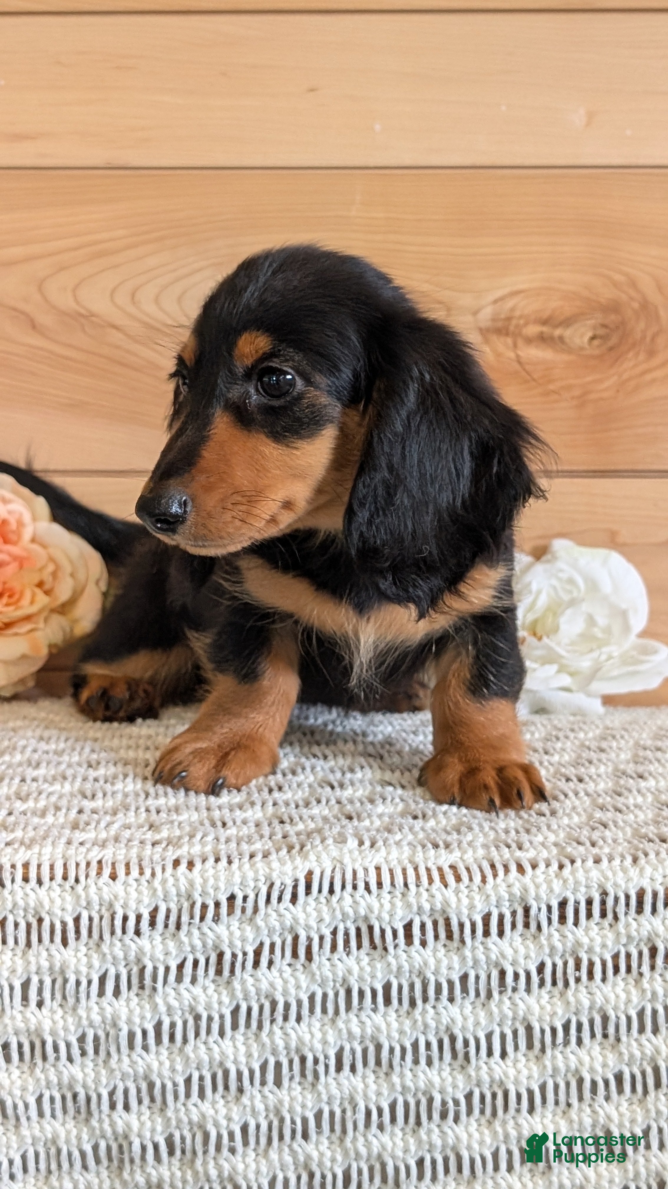 Miniature Dachshund dogs Riley - Ad 2