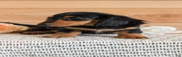 Miniature Dachshund dogs for sale: Riley - Ad 2