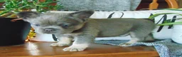 French Bulldog dogs for sale: Jackie - Ad 3