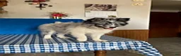 Pomsky dogs for sale: Teddy - Ad 8
