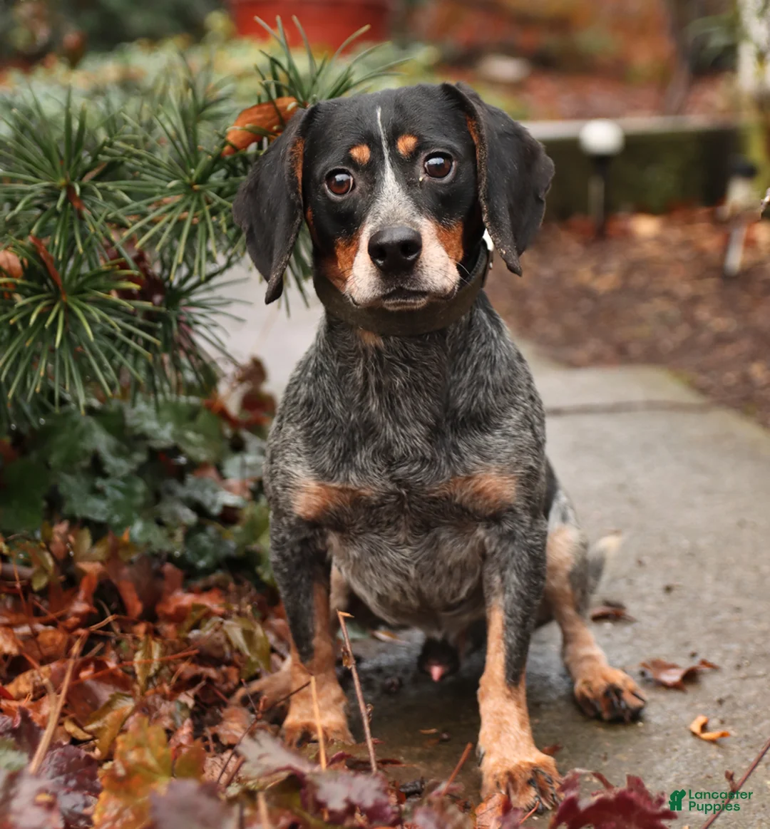 Mixed Breed dogs for sale: Chip - Ad 7