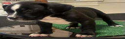 American Bully dogs for sale: American Bully 3 - Ad 5