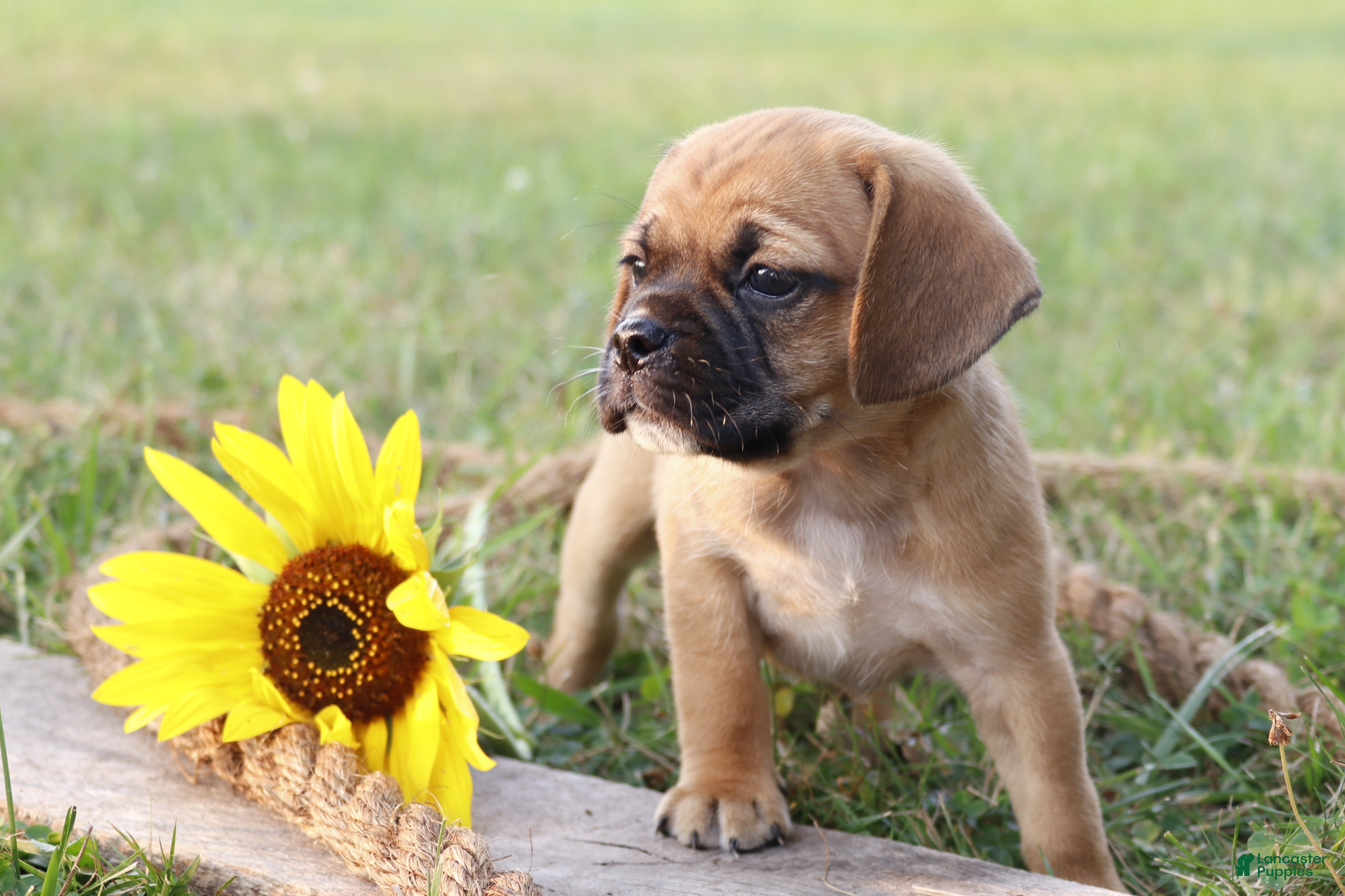 Puggle dogs Alex - Ad 33