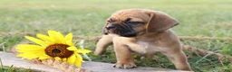 Puggle dogs for sale: Alex - Ad 1