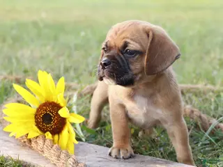 Puggle dogs Alex - Ad 40