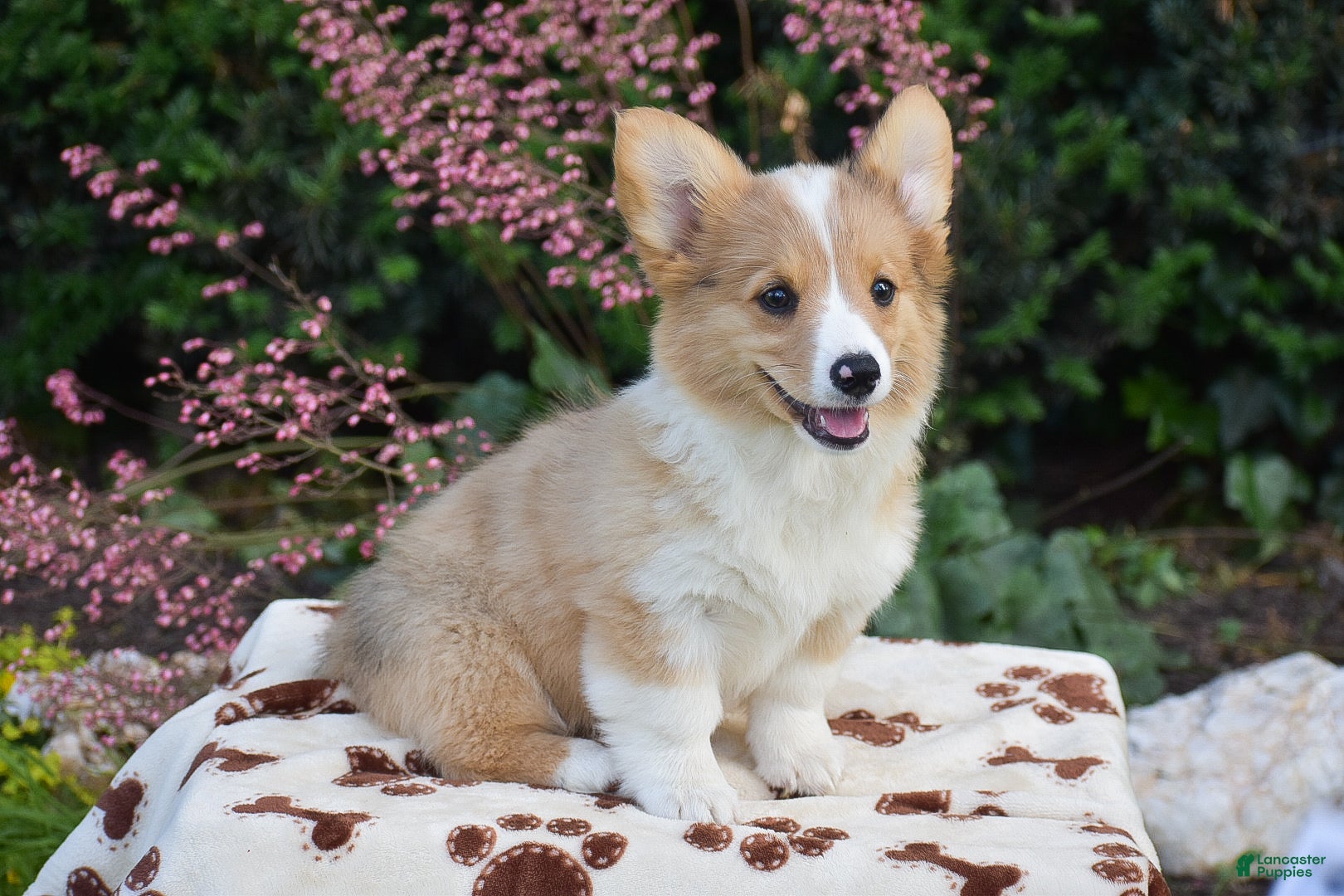 Welsh Corgi Pembroke dogs Flora - Ad 1