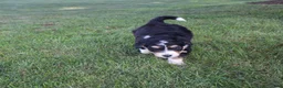 Bernedoodle dogs for sale: Smiley - Ad 8
