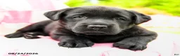 Labrador Retriever dogs for sale: Gemma - Ad 3