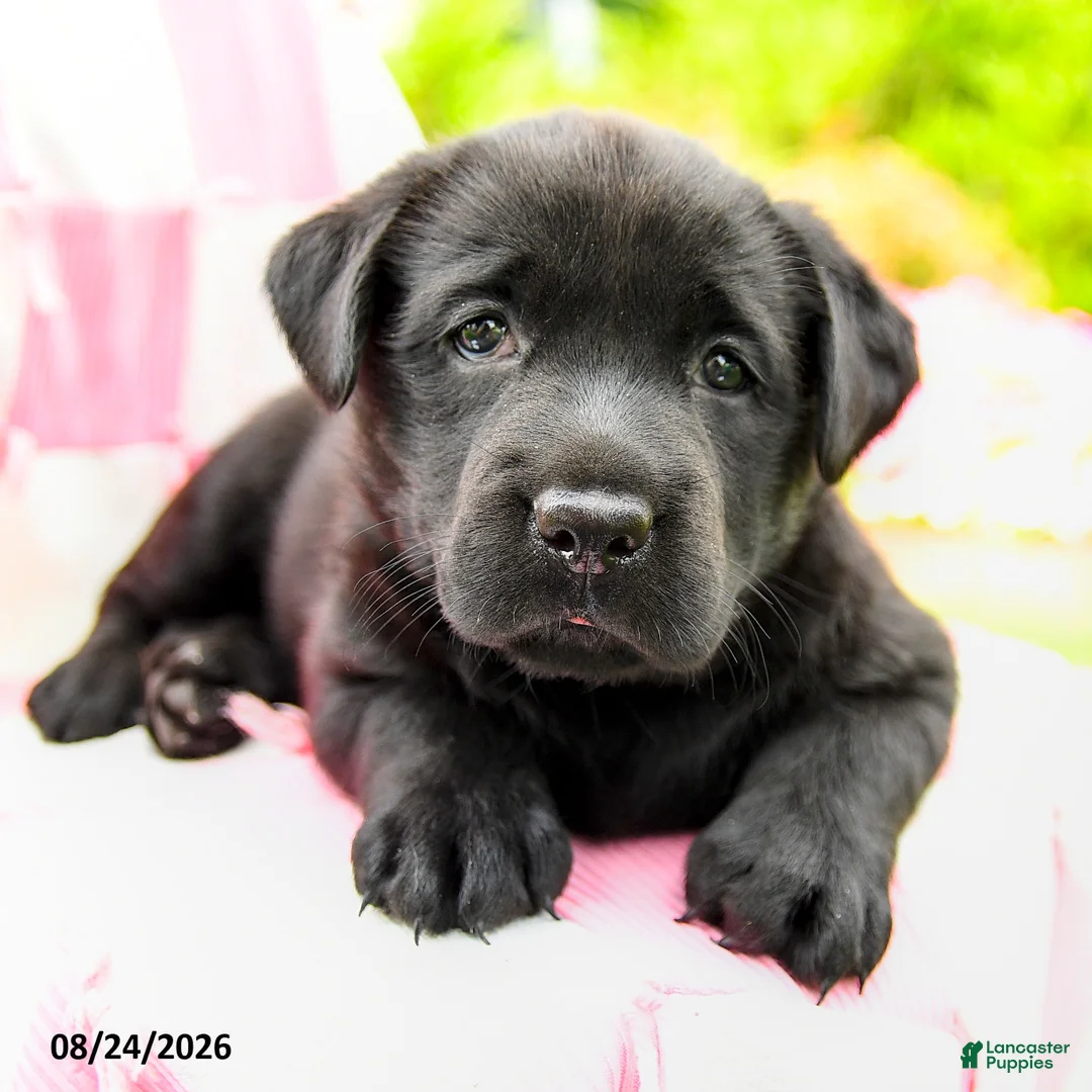 Labrador Retriever dogs for sale: Gemma - Ad 3