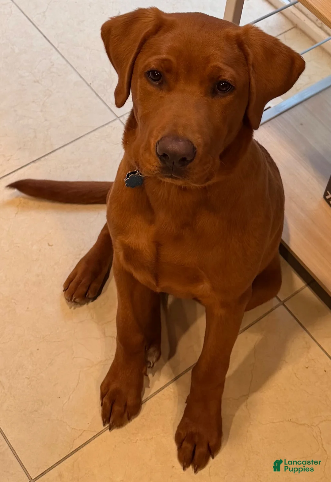 Labrador Retriever dogs for sale: Labrador Retriever 1 - Ad 5