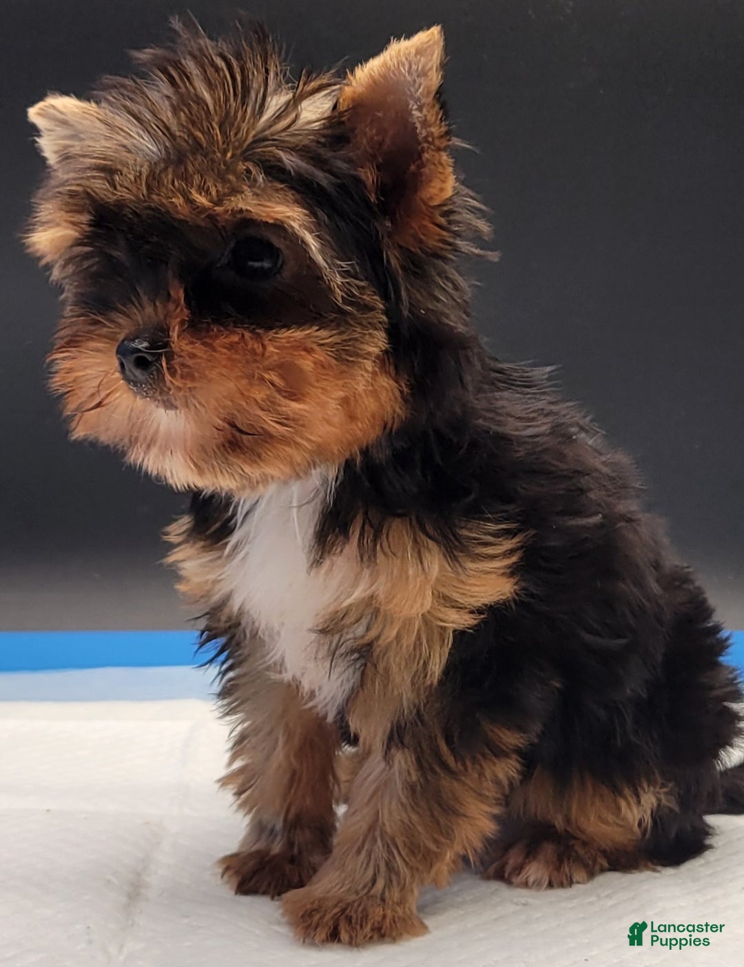 Yorkshire Terrier dogs for sale: Yorkshire Terrier Puppy 2 - Ad 3