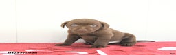 Labrador Retriever dogs for sale: Theo - Ad 5