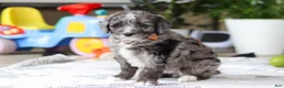 Bernedoodle dogs for sale: Whyatt - Ad 2
