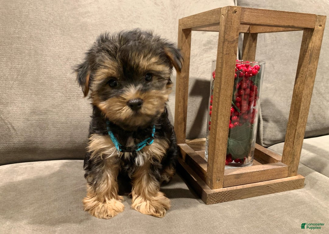 Yorkshire Terrier dogs for sale: Rudolph - Ad 4