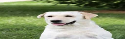 Labrador Retriever dogs for sale: Sparkle - Ad 5
