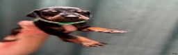 Doberman Pinscher dogs for sale: Green Collar Male - Ad 2