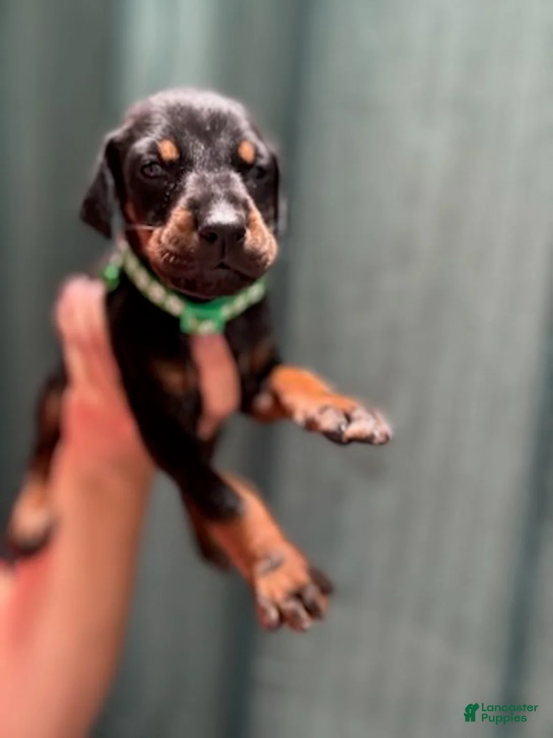 Doberman Pinscher dogs for sale: Green Collar Male - Ad 2