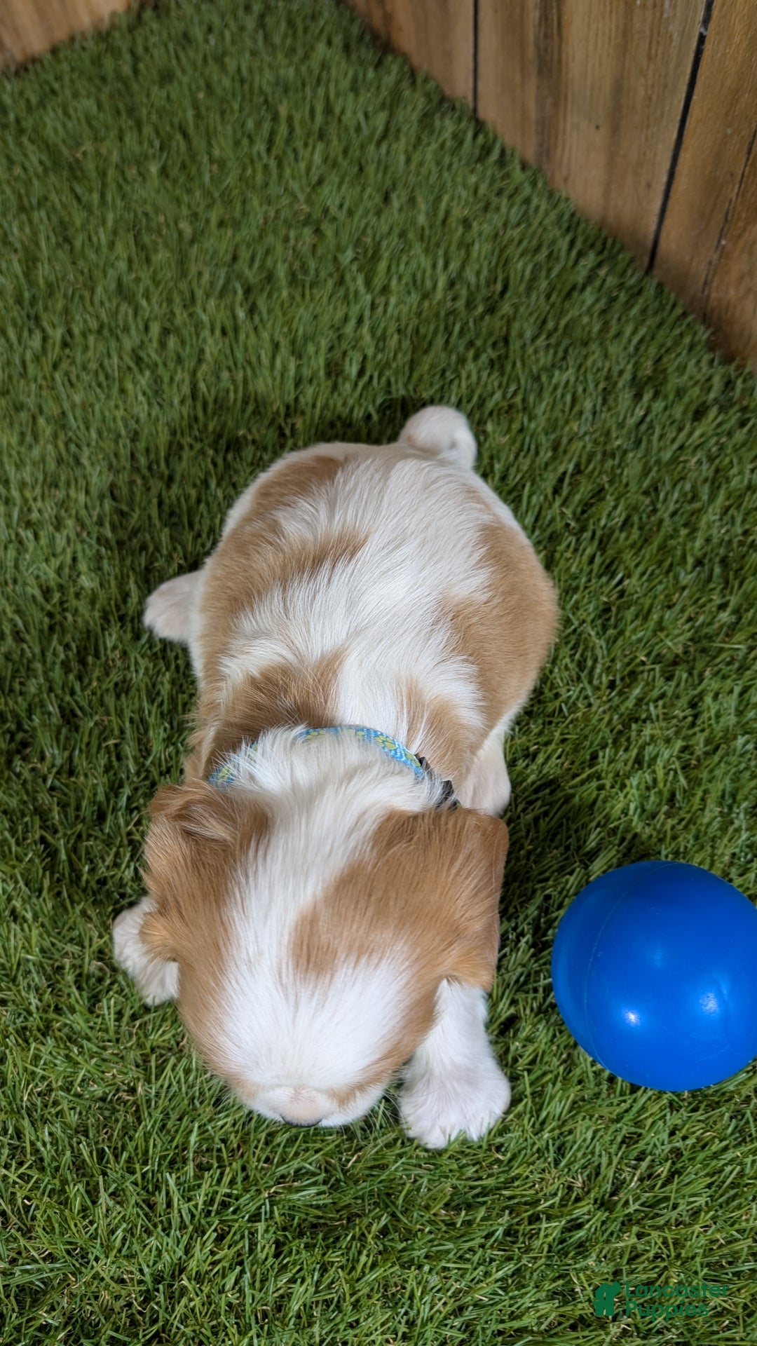 Cavalier King Charles Spaniel dogs for sale: Sally Boy 1 - Ad 3