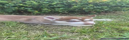 Siberian Husky dogs for sale: Sage - Ad 9