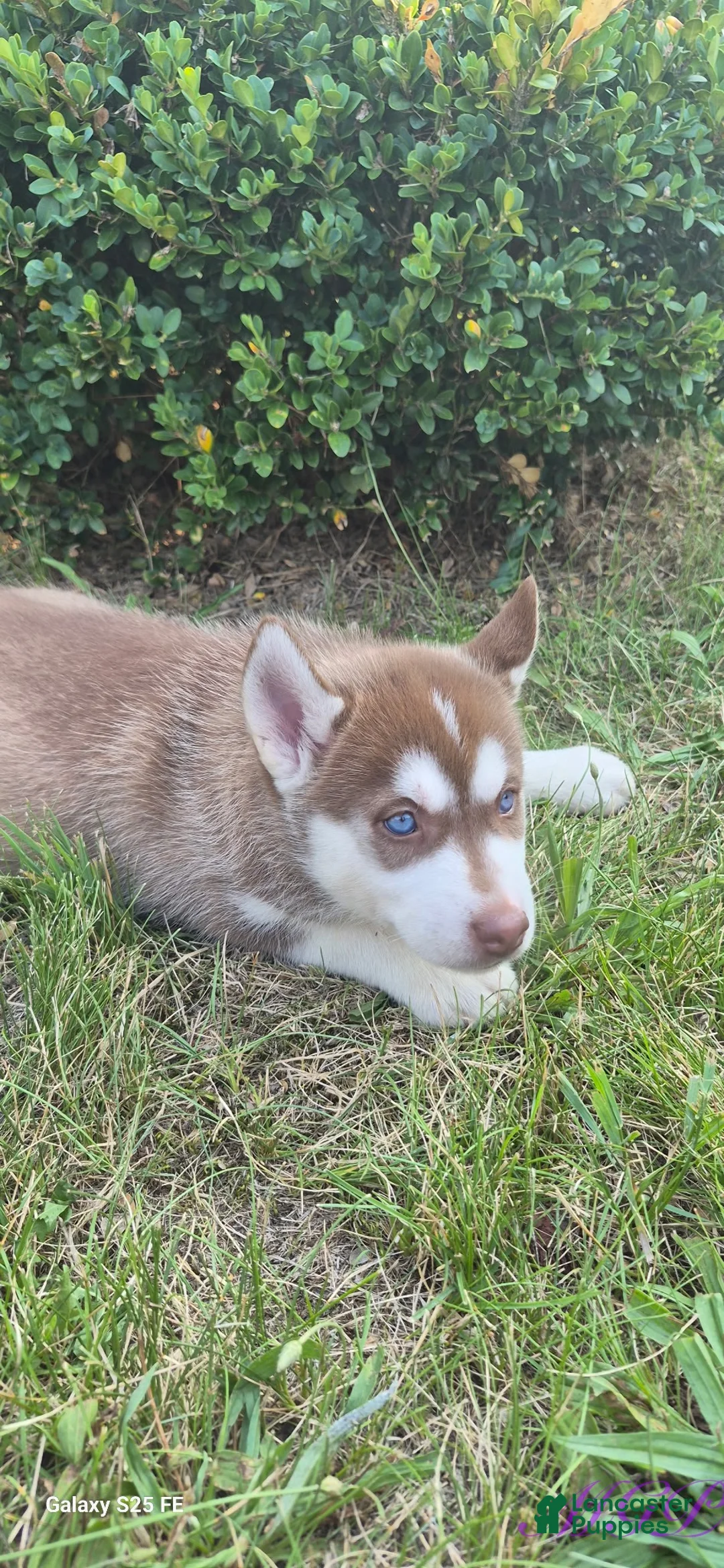 Siberian Husky dogs for sale: Sage - Ad 9