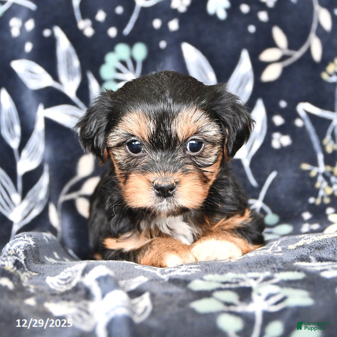 Shorkie dogs for sale: Callie - Ad 4