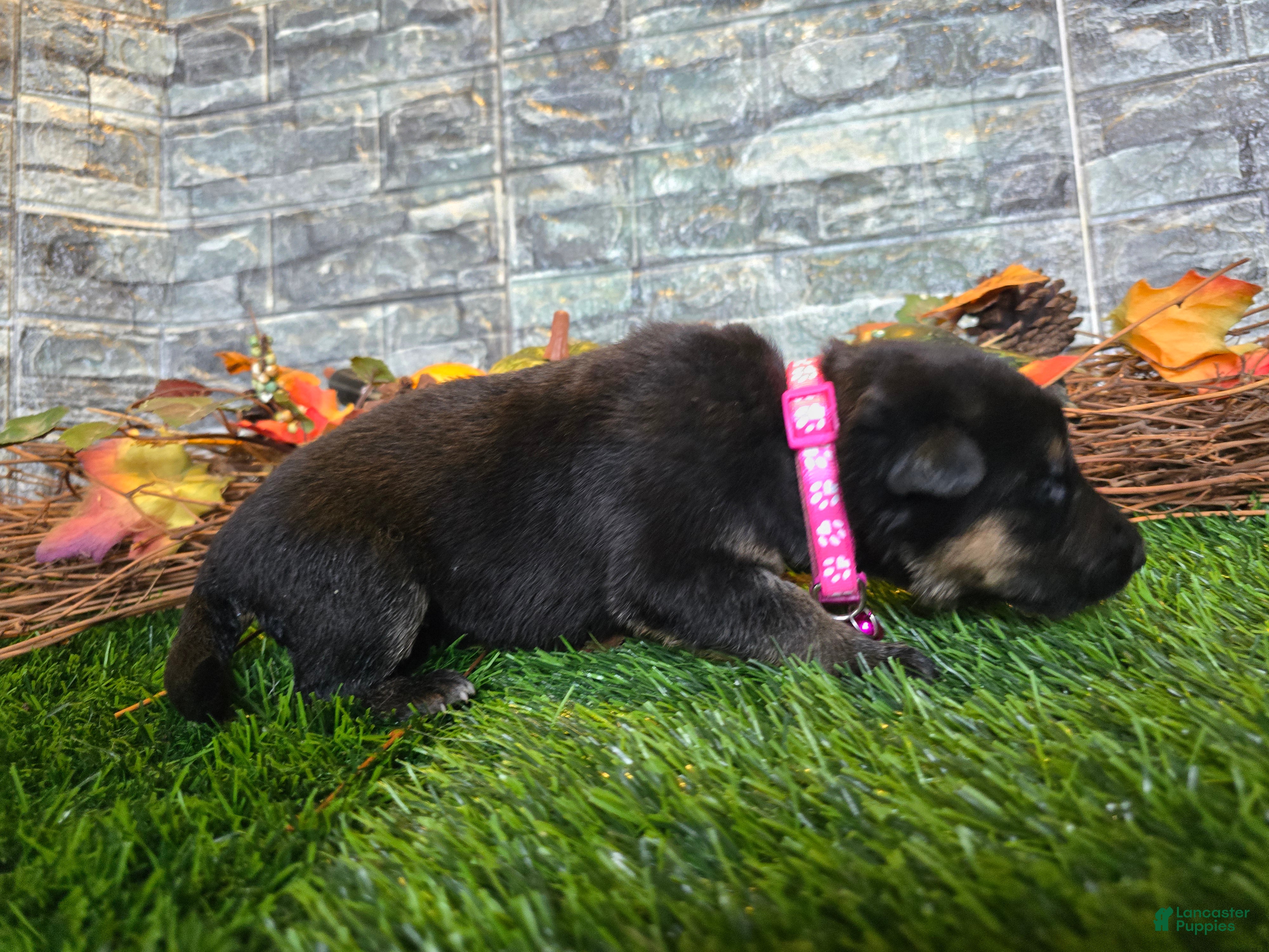 German Shepherd dogs German Shepherd 6 - Ad 2