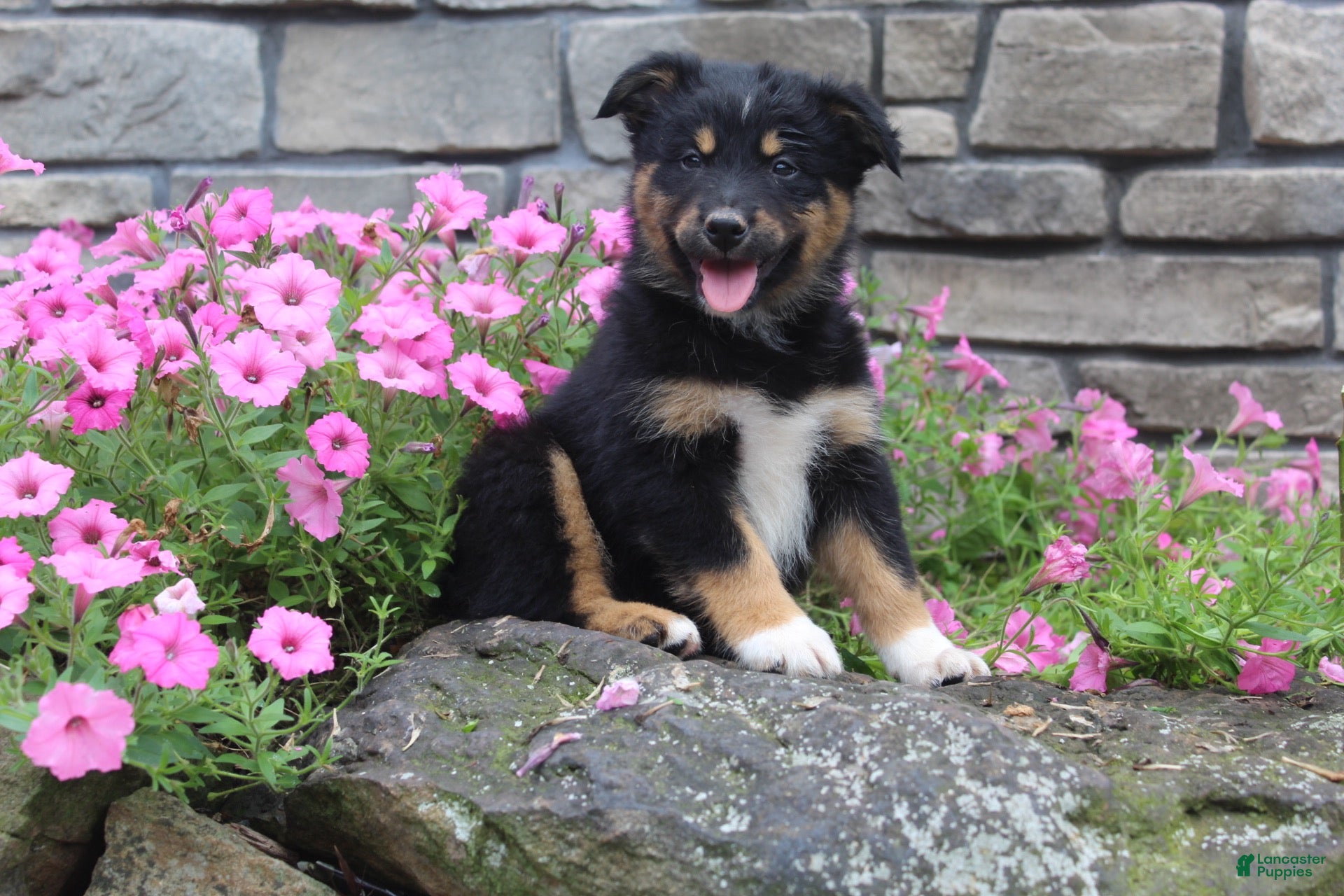 Australian Shepherd dogs Posie  - Ad 1