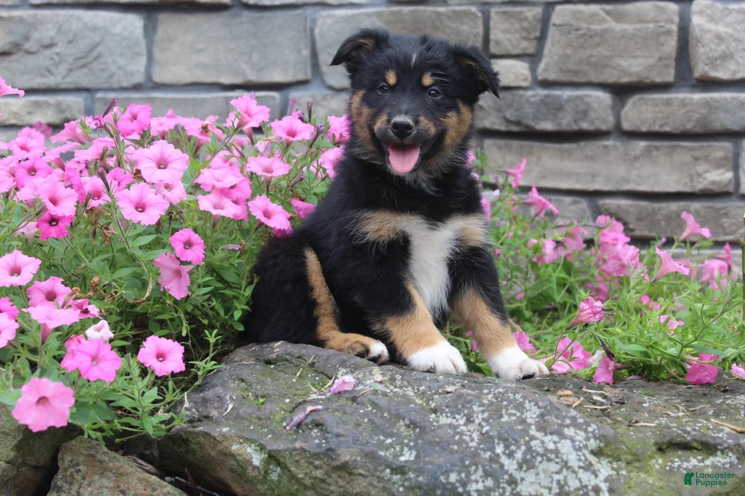 Australian Shepherd dogs for sale: Posie  - Ad 1