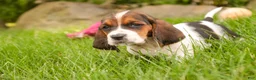 Basset Hound dogs for sale: Marlowe - Ad 8