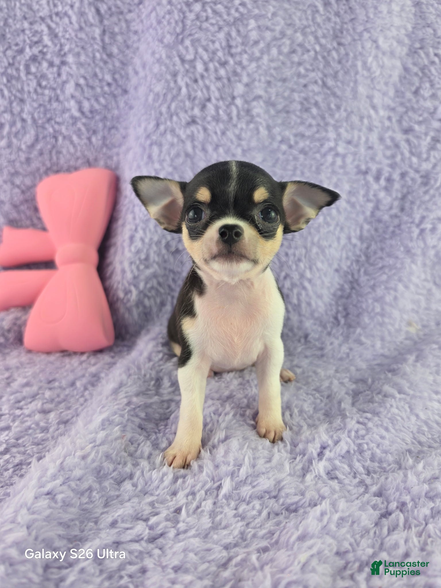 Chihuahua dogs AKC Masie  - Ad 1