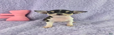 AKC Masie 