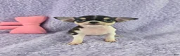 Chihuahua dogs for sale: AKC Masie  - Ad 1