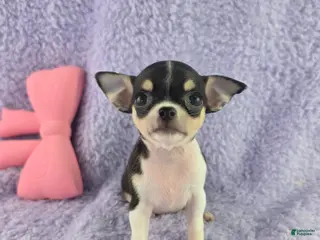 Chihuahua dogs for sale: AKC Masie - Ad 1