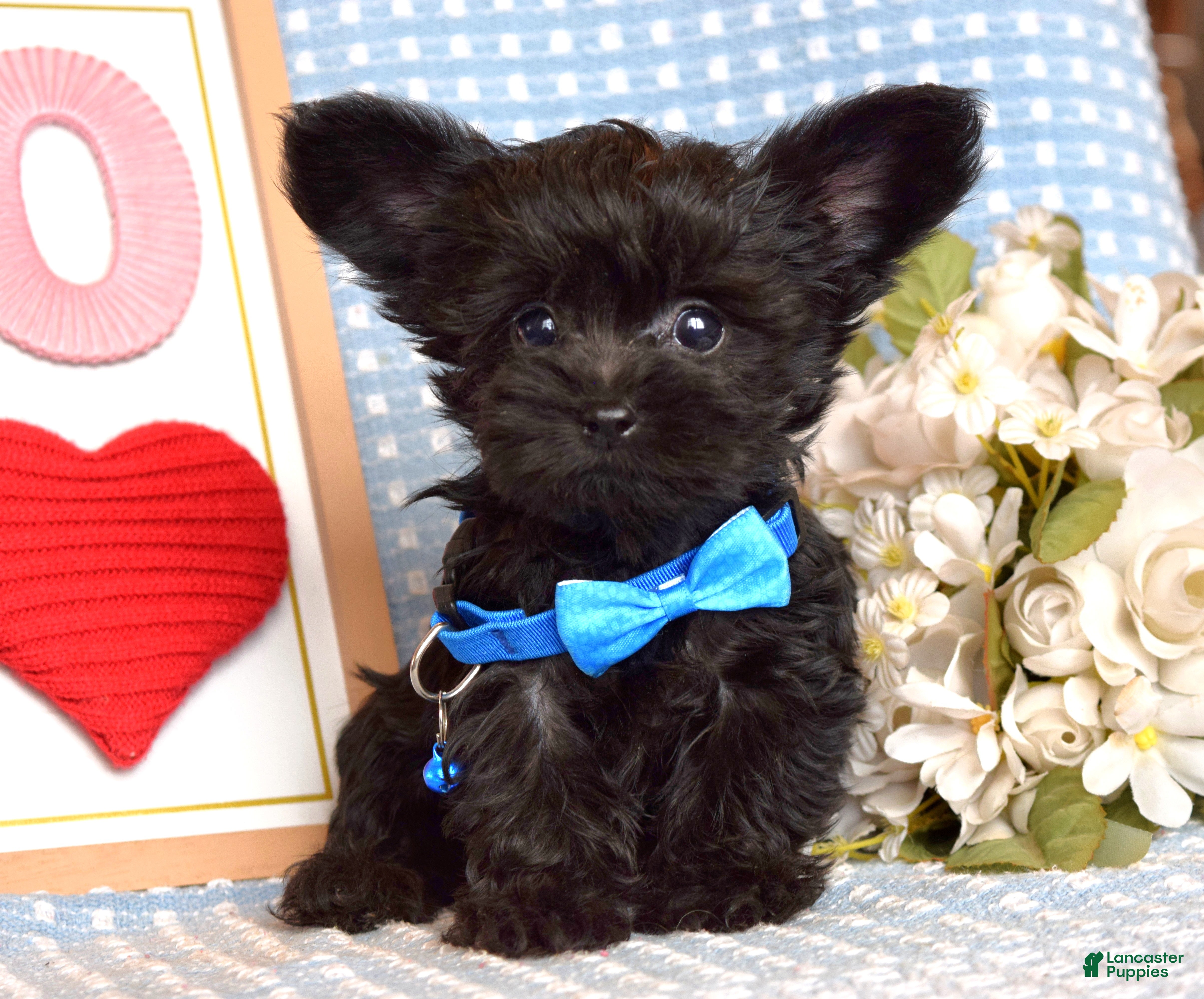 Yorkiepoo dogs Lucas - Ad 1