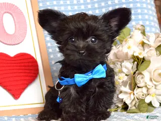 Yorkiepoo dogs for sale: Lucas - Ad 2