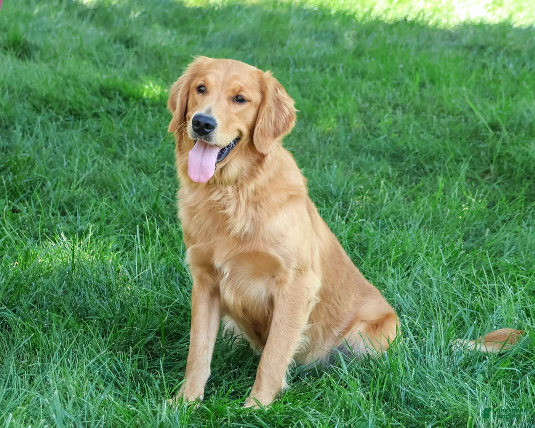 Golden Retriever dogs for sale: Blessing - Ad 1