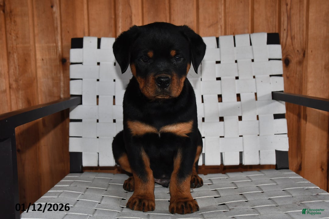 Rottweiler dogs for sale: King - Ad 2