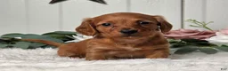 Miniature Dachshund dogs for sale: Jenny  - Ad 5