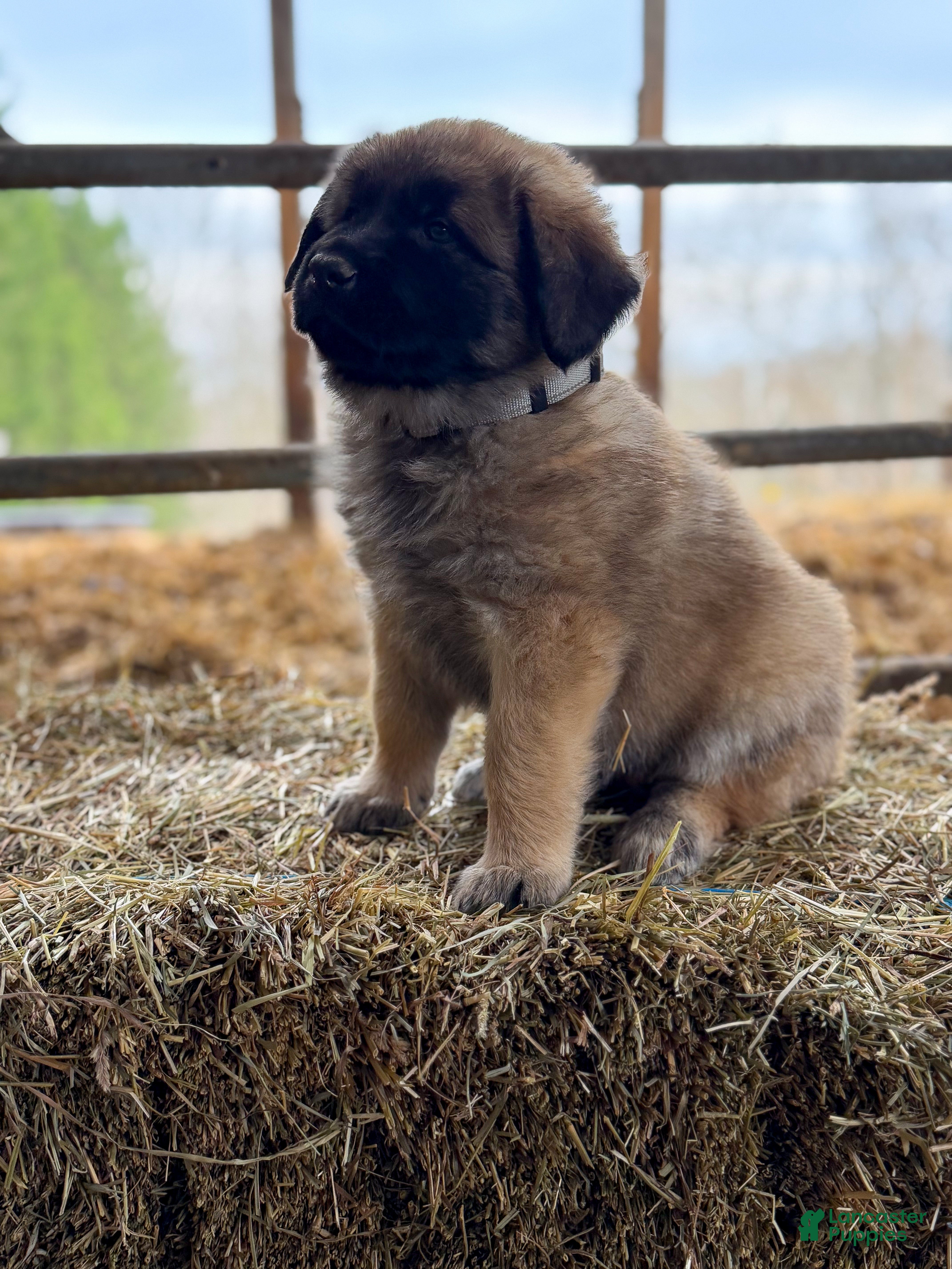 Estrela Mountain Dog dogs Adalind "Noble Shield" - Ad 1