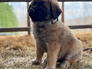 Estrela Mountain Dog dogs Adalind "Noble Shield" - Ad 1