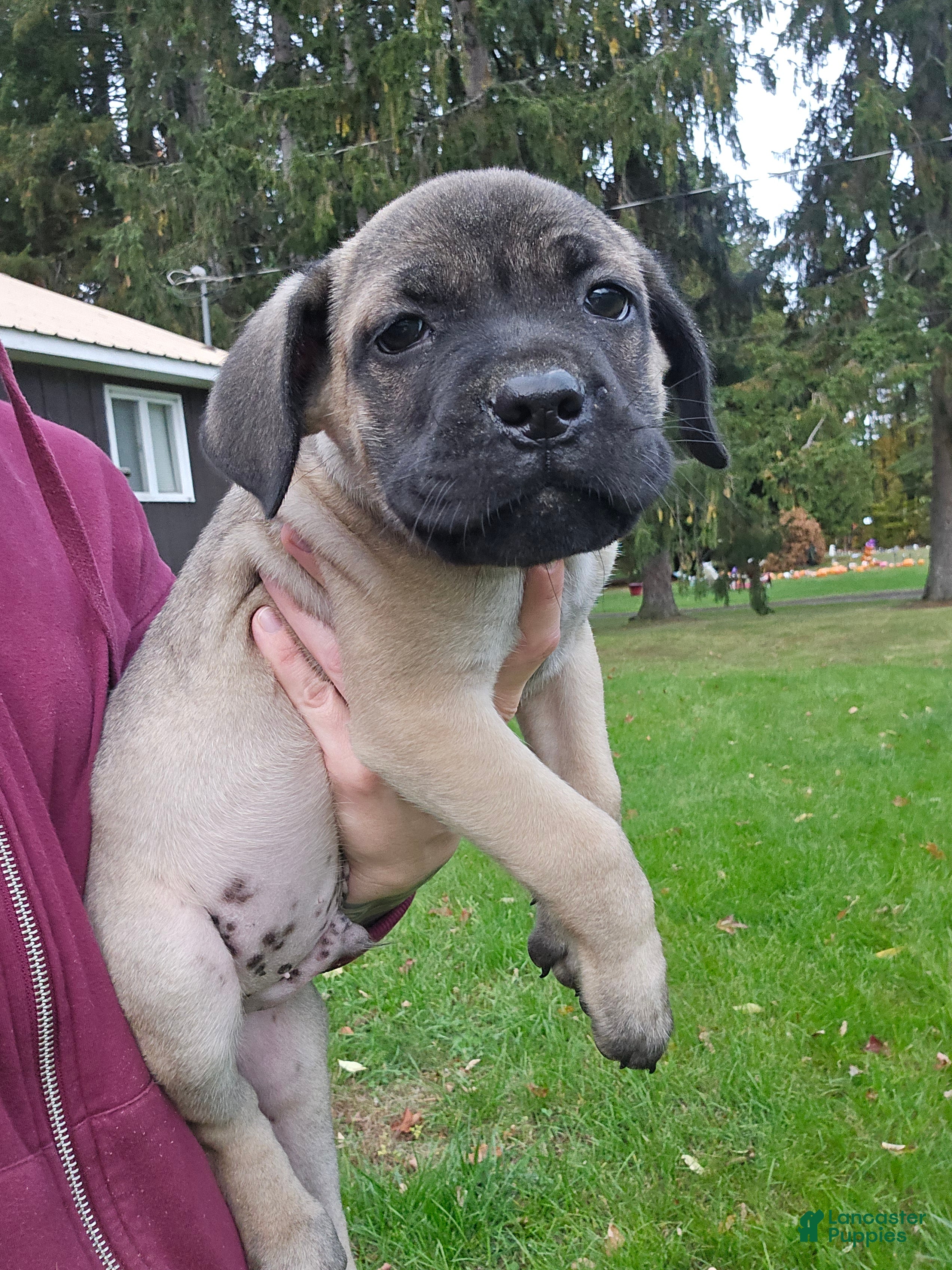 Cane Corso dogs for sale: AKC Baylar  - Ad 1