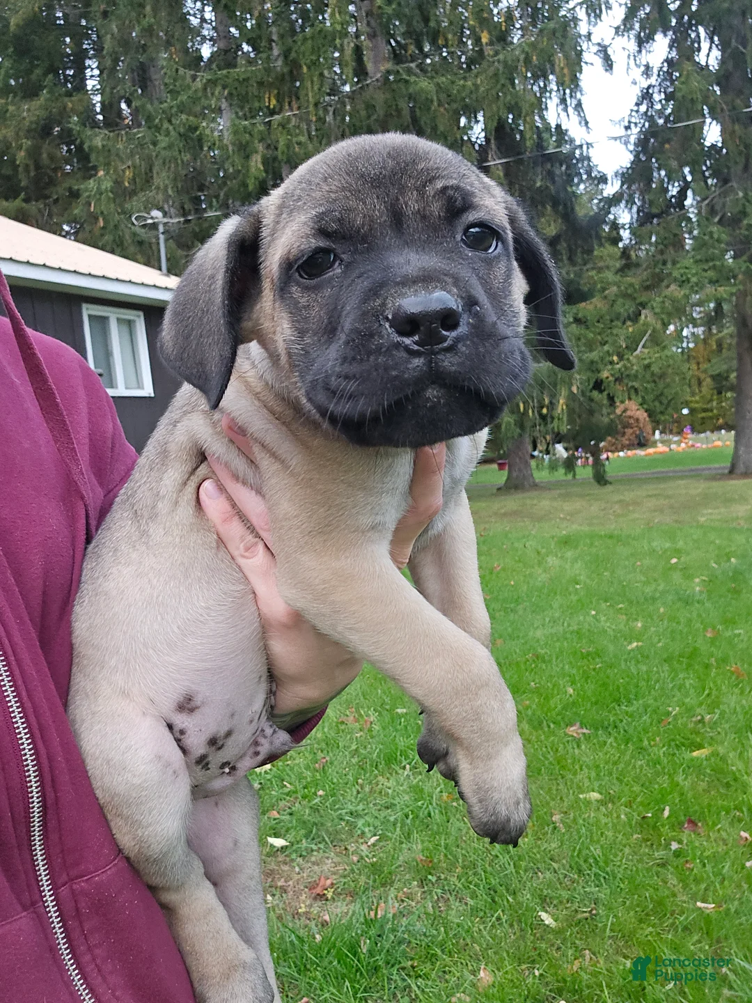 Cane Corso dogs for sale: AKC Baylar  - Ad 1