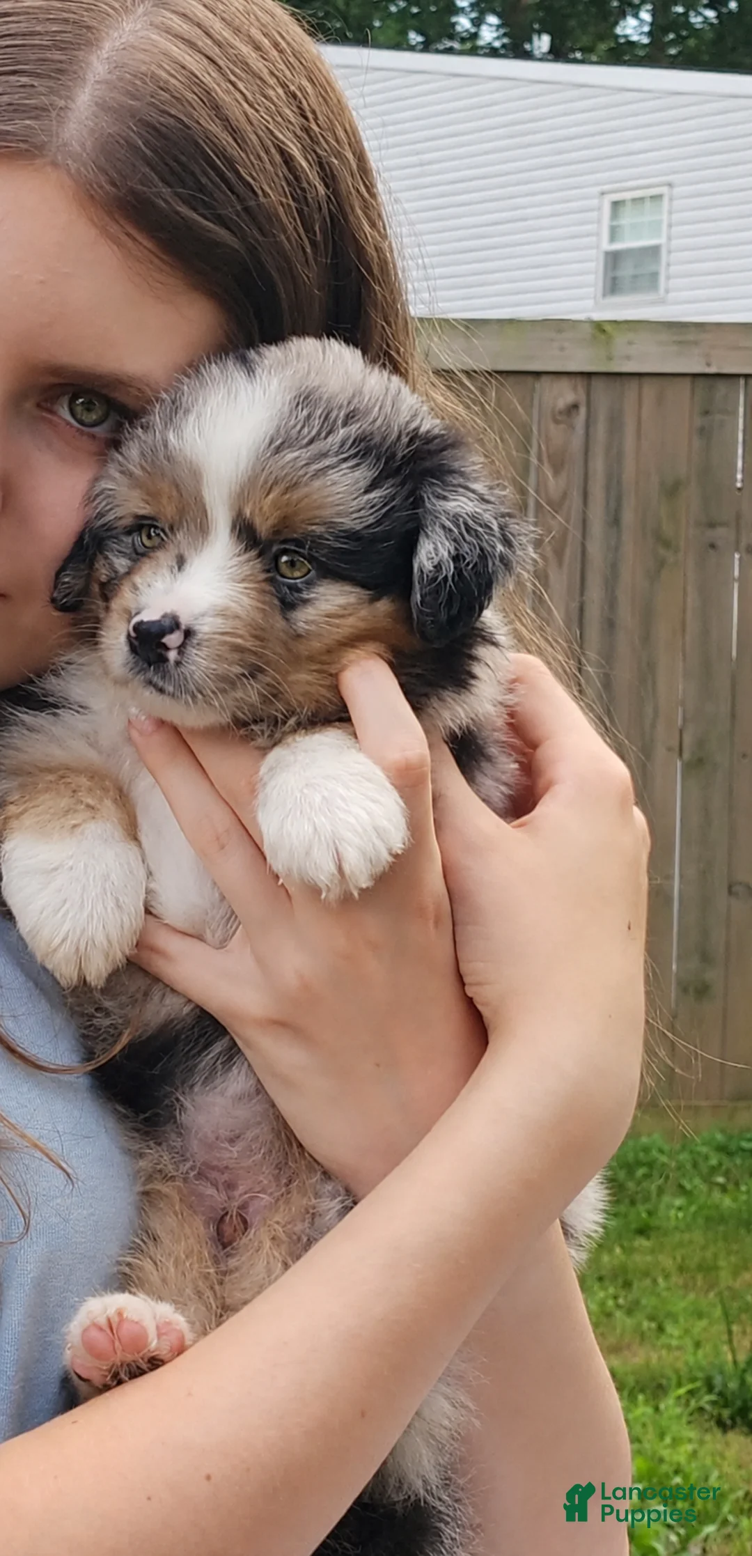 Miniature Australian Shepherd dogs for sale: Sailor - Ad 2