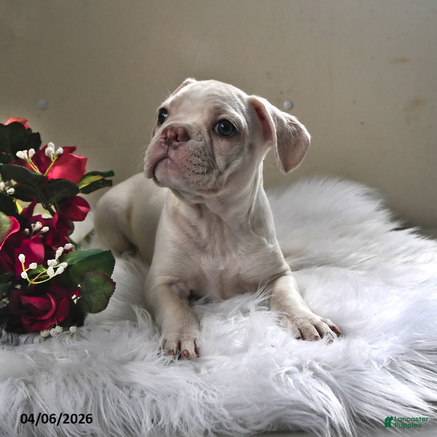 Frenchton dogs Silky - Ad 2