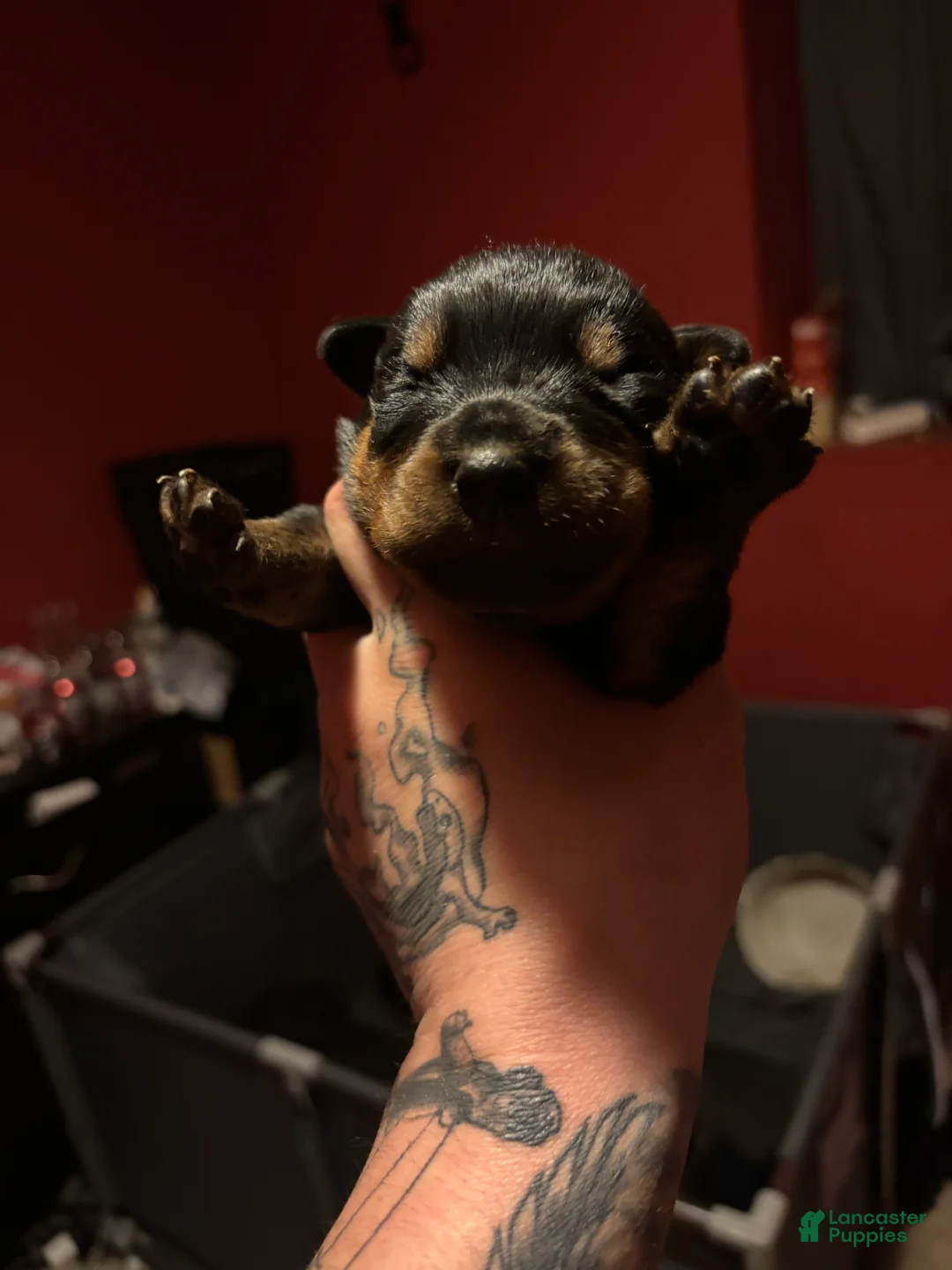 Rottweiler dogs for sale: Rottweiler Puppy 4 - Ad 1