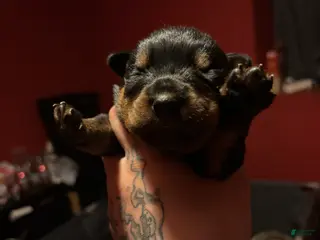 Rottweiler dogs Rottweiler Puppy 4 - Ad 33